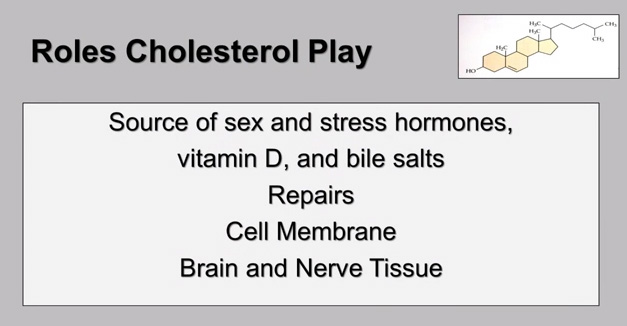 Cholesterol-Roles