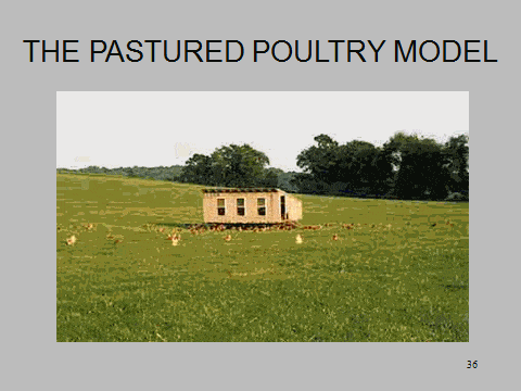 pastured-poultry