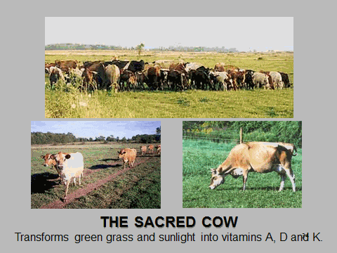 sacred-cow