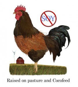 pastured-poultry-soy-free Image of coco chicken raised on soy-free feed