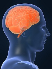 Human_Brain