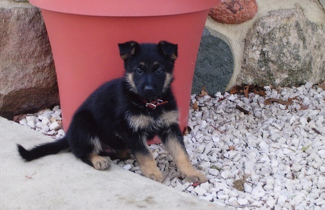 My German Shepherd as a puppy over 10 years ago.