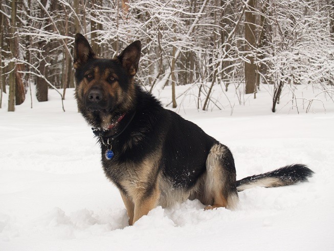 My German Shepherd dog at 3 years old.